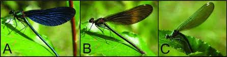 Attēlu rezultāti vaicājumam “Calopteryx virgo male”