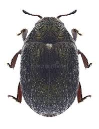 Attēlu rezultāti vaicājumam “Byrrhidae”