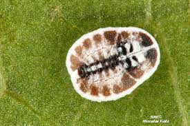 Attēlu rezultāti vaicājumam “Aleurochiton aceris”