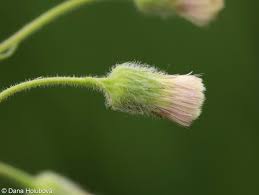 Attēlu rezultāti vaicājumam “Erigeron acris flower”