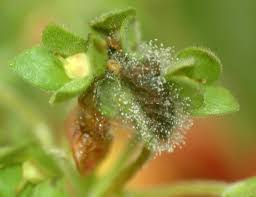 Attēlu rezultāti vaicājumam “Trichia botrytis var. cerifera stalked”