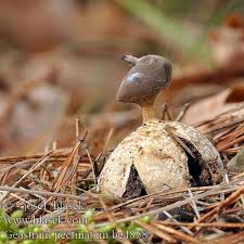 Attēlu rezultāti vaicājumam “Geastrum pectinatum”