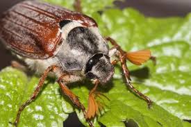 Attēlu rezultāti vaicājumam “Melolontha melolontha”