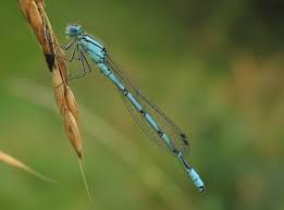 Attēlu rezultāti vaicājumam “Enallagma cyathigerum male”