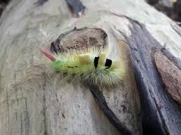 Attēlu rezultāti vaicājumam “Diderma tigrinum young”