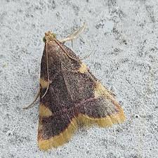 Attēlu rezultāti vaicājumam “Hypsopygia costalis”