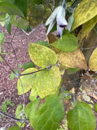 Attēlu rezultāti vaicājumam “Clematis leaf”