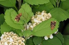 Attēlu rezultāti vaicājumam “Celypha siderana”