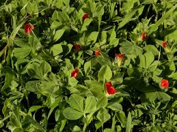 Image result for Lotus tetragonolobus