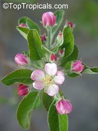 Attēlu rezultāti vaicājumam “Malus domestica flower”