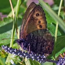 Attēlu rezultāti vaicājumam “Oeneis jutta underside”