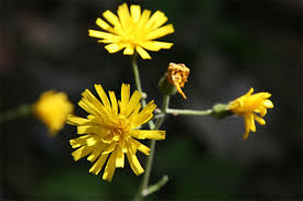 Attēlu rezultāti vaicājumam “Hieracium murorum”