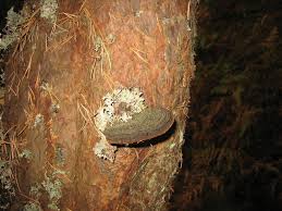 Attēlu rezultāti vaicājumam “Phellinus pini”