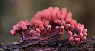 Attēlu rezultāti vaicājumam “Arcyria denudata young”