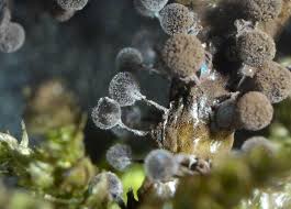 Attēlu rezultāti vaicājumam “Lycogala paraconfusum sessile”