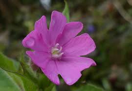 Attēlu rezultāti vaicājumam “Silene dioica flower”