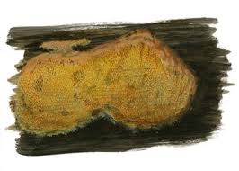 Attēlu rezultāti vaicājumam “Hapalopilus aurantiacus”