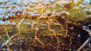 Attēlu rezultāti vaicājumam “Badhamia utricularis plasmodium”