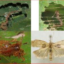 Attēlu rezultāti vaicājumam “Oecophoridae”