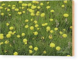 Attēlu rezultāti vaicājumam “Hieracium vulgatum”