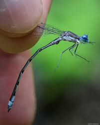 Attēlu rezultāti vaicājumam “Lestidae”