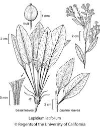 Attēlu rezultāti vaicājumam “Lepidium latifolium”