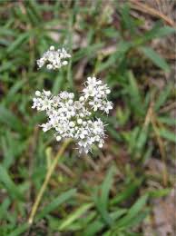 Attēlu rezultāti vaicājumam “Gypsophila fastigiata flower”