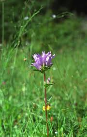 Attēlu rezultāti vaicājumam “Campanula glomerata leaf”