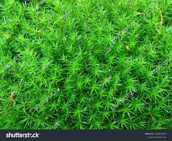 Attēlu rezultāti vaicājumam “Polytrichastrum formosum”