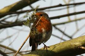 Attēlu rezultāti vaicājumam “Erithacus rubecula nest”