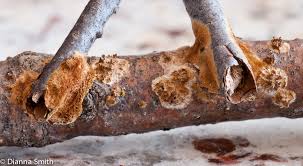 Attēlu rezultāti vaicājumam “Hymenochaete tabacina”