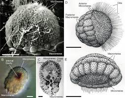 Attēlu rezultāti vaicājumam “Tubifera magna young”