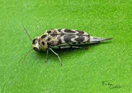 Attēlu rezultāti vaicājumam “Mordellidae”