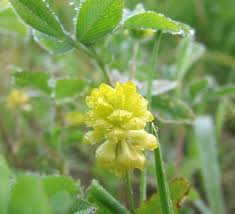 Attēlu rezultāti vaicājumam “Trifolium dubium flower”