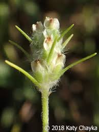 Attēlu rezultāti vaicājumam “Plantago media bud”