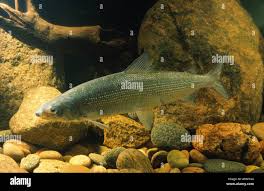 Image result for Coregonus oxyrinchus