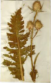Image result for Dipsacus laciniatus
