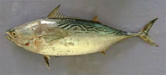 Image result for Euthynnus affinis