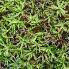 Attēlu rezultāti vaicājumam “Bryoerythrophyllum recurvirostrum”