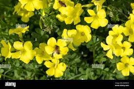 Attēlu rezultāti vaicājumam “Oxalidaceae”