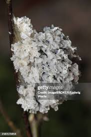 Attēlu rezultāti vaicājumam “Craterium minutum stalked”