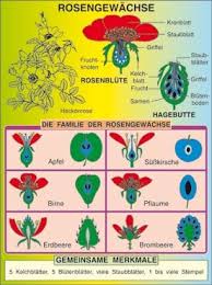 Image result for Rosengewächse