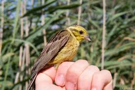 Attēlu rezultāti vaicājumam “Emberiza citrinella male”