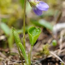Attēlu rezultāti vaicājumam “Viola rupestris bud”