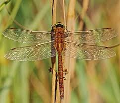 Attēlu rezultāti vaicājumam “Aeshna isoceles”