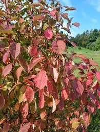 Attēlu rezultāti vaicājumam “Padus avium leaf”