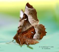 Attēlu rezultāti vaicājumam “Selenia tetralunaria”