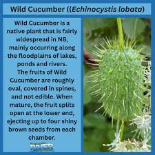 Attēlu rezultāti vaicājumam “Echinocystis lobata fruit”