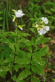 Attēlu rezultāti vaicājumam “Saponaria officinalis leaf”