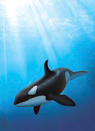 Image result for Orcinus orca